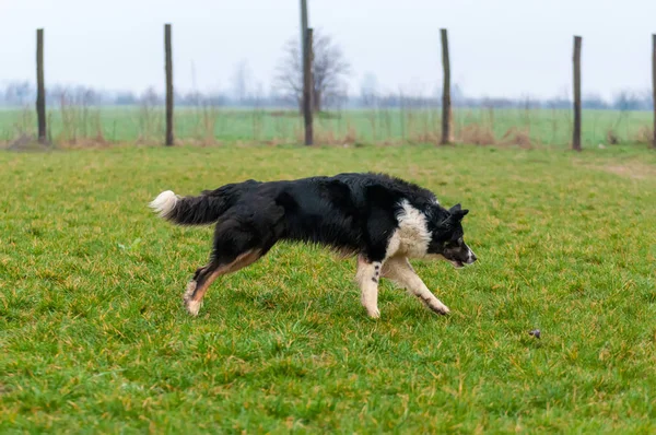 Seekor anjing collie perbatasan berjalan di lapangan — Stok Foto