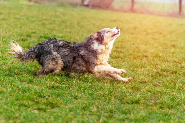Ein Border Collie Hund läuft auf dem Feld — Stockfoto