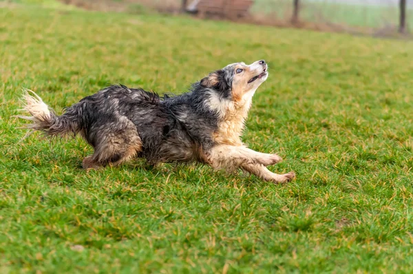 Ein Border Collie Hund läuft auf dem Feld — Stockfoto