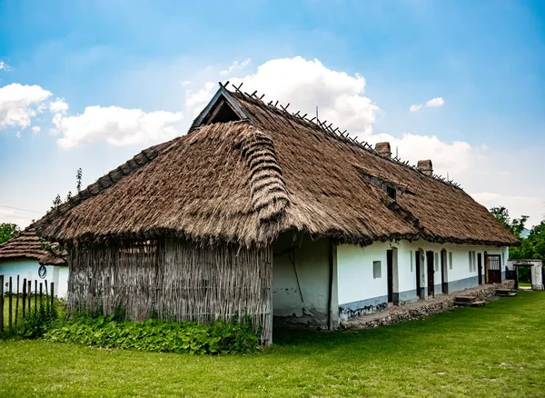 Вид на коня у дворі — стокове фото