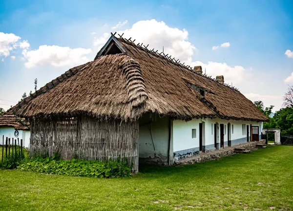 Вид на коня у дворі — стокове фото