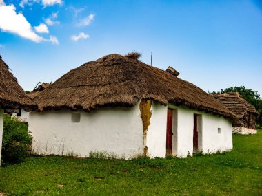 Bahçede bir at görünümü