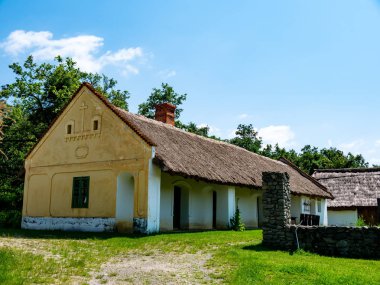 Bahçede bir at görünümü