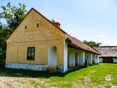 Bahçede bir at görünümü