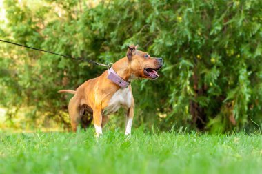 Bir ip çekerken bir Amerikan staffordshire terrier görünümü