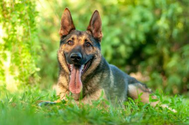 Yeşil çimenlerin üzerinde yatan bir Alman çoban köpeği görünümü
