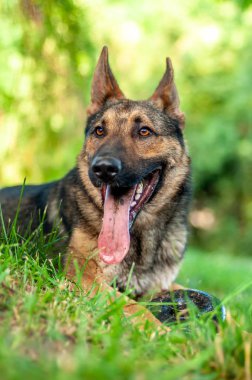 Yeşil çimenlerin üzerinde yatan bir Alman çoban köpeği görünümü