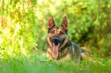 Yeşil çimenlerin üzerinde yatan bir Alman çoban köpeği görünümü