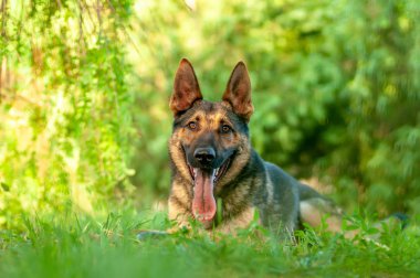 Yeşil çimenlerin üzerinde yatan bir Alman çoban köpeği görünümü