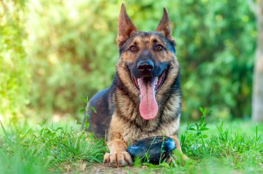 Yeşil çimenlerin üzerinde oturan bir Alman çoban köpeği görünümü