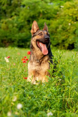 Yeşil çimenlerin üzerinde oturan bir Alman çoban köpeği görünümü