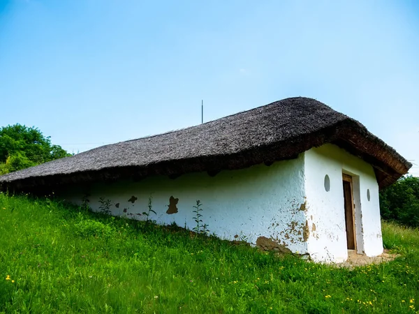 Pohled na koně na dvoře — Stock fotografie