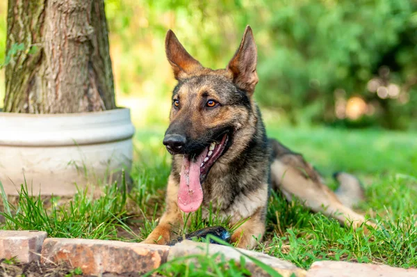 View on a german shepherd dog lying on the green grass — Stock Photo, Image