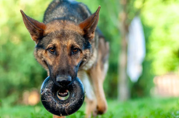 View on a german shepherd dog playing on the green grass — Stock Photo, Image