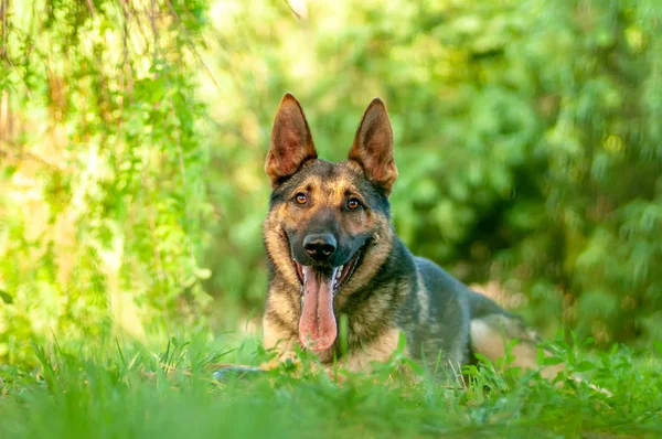 Visa på en Schäfer hund liggande på det gröna gräset — Stockfoto