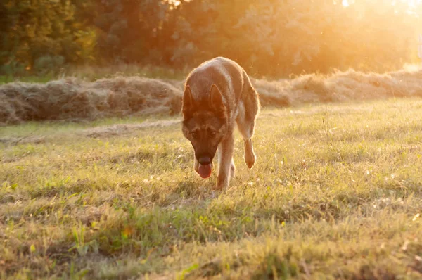 Vista de un perro pastor alemán corriendo sobre la hierba verde —  Fotos de Stock