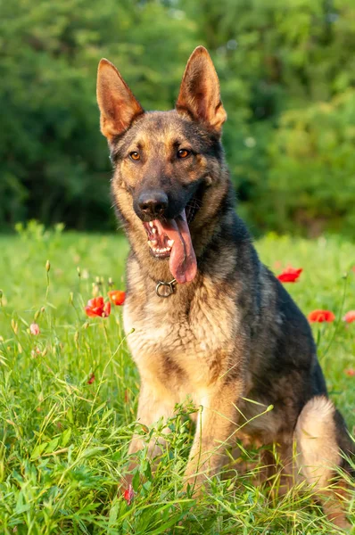 View on a german shepherd dog sitting on the green grass — Stock Photo, Image