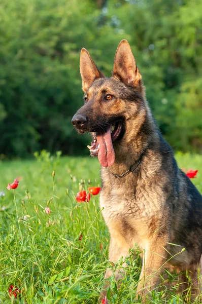 View on a german shepherd dog sitting on the green grass — Stock Photo, Image