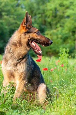 Yeşil çimenlerin üzerinde oturan bir Alman çoban köpeği görünümü