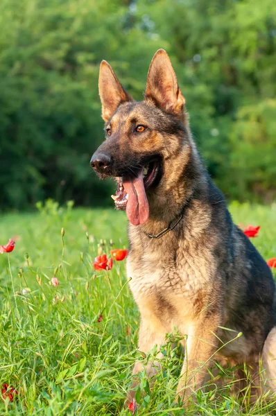 Yeşil çimenlerin üzerinde oturan bir Alman çoban köpeği görünümü — Stok fotoğraf