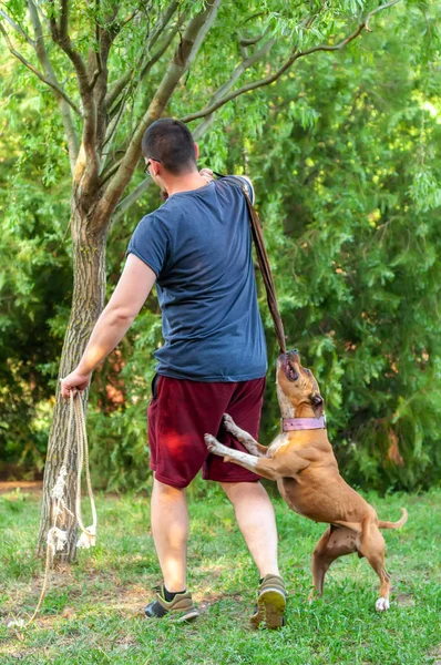 Blick auf einen Mann und einen amerikanischen Staffordshire Terrier beim Pulli — Stockfoto