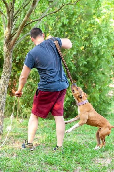 Blick auf einen Mann und einen amerikanischen Staffordshire Terrier beim Pulli — Stockfoto