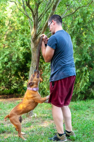 Vue sur un homme et un Américain staffordshire terrier tandis que pulli — Photo