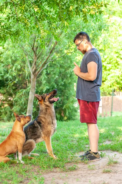 Blick auf einen Mann, der einen amerikanischen Staffordshire Terrier und einen — Stockfoto