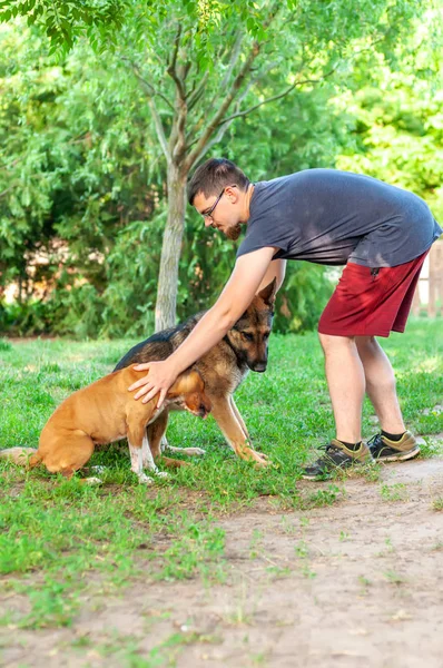 Blick auf einen Mann, der einen amerikanischen Staffordshire Terrier und einen — Stockfoto