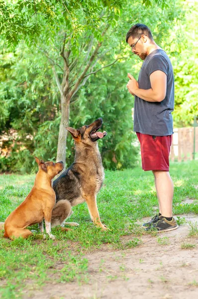 Blick auf einen Mann, der einen amerikanischen Staffordshire Terrier und einen — Stockfoto