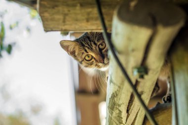 Ağaç bir evin kerestesinde oturan bir evcil hayvan.