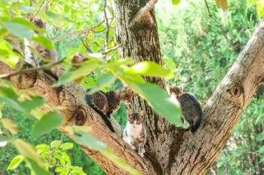 Güneşli bir günde ağaçta oturan evler.
