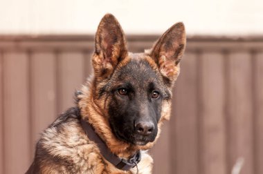 Genç bir Alman çoban köpeğinin portresi..