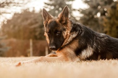 Küçük bir Alman çoban köpeği arka bahçede dinleniyor.