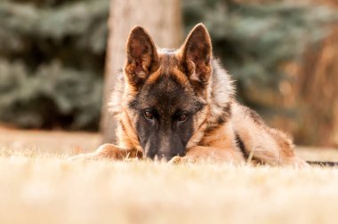 Küçük bir Alman çoban köpeği arka bahçede dinleniyor.