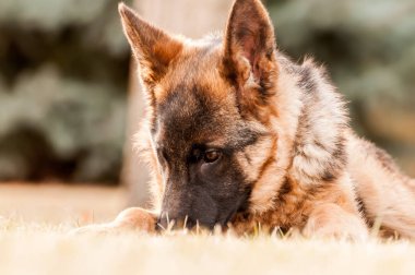 Küçük bir Alman çoban köpeği arka bahçede dinleniyor.