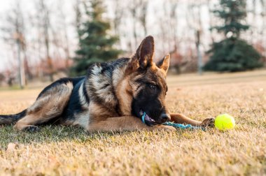 Genç bir Alman çoban köpeği dinleniyor ve topla oynuyor. 