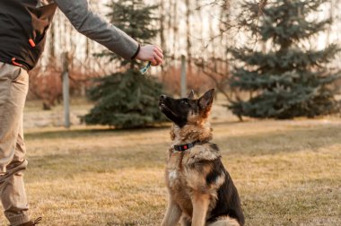Genç bir Alman çoban köpeğinin eğitimi