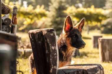 Bir Alman çoban köpeği arka bahçeyi keşfediyor.