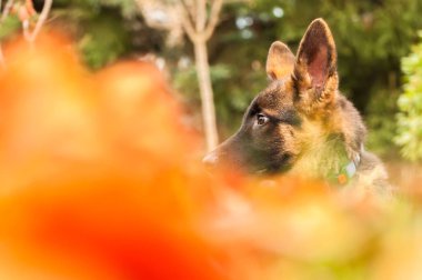Arka bahçede dinlenirken bir Alman çoban köpeğinin portresi
