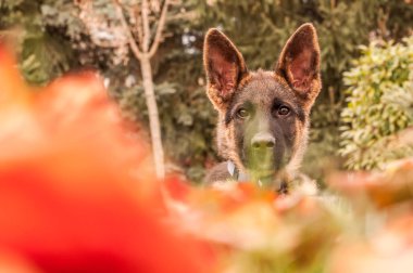 Arka bahçede dinlenirken bir Alman çoban köpeğinin portresi
