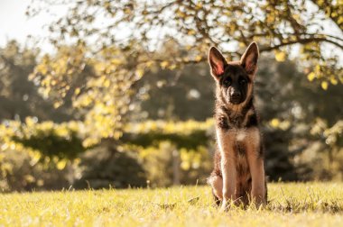 Bir Alman çoban köpeği arka bahçenin çimlerinde oturuyor.