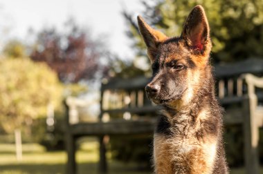 Bir Alman çoban köpeği arka bahçenin çimlerinde oturuyor.