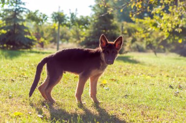 Bir Alman çoban köpeği arka bahçenin çimlerinde duruyor.