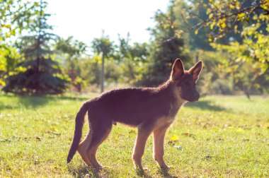Bir Alman çoban köpeği arka bahçenin çimlerinde duruyor.
