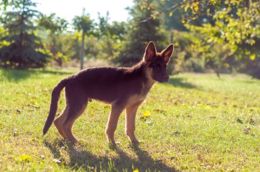 Bir Alman çoban köpeği arka bahçenin çimlerinde duruyor.