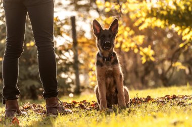 Köpek yavrusu Alman çoban köpeğinin eğitimi