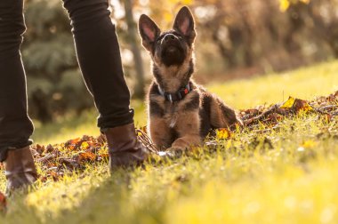 Köpek yavrusu Alman çoban köpeğinin eğitimi