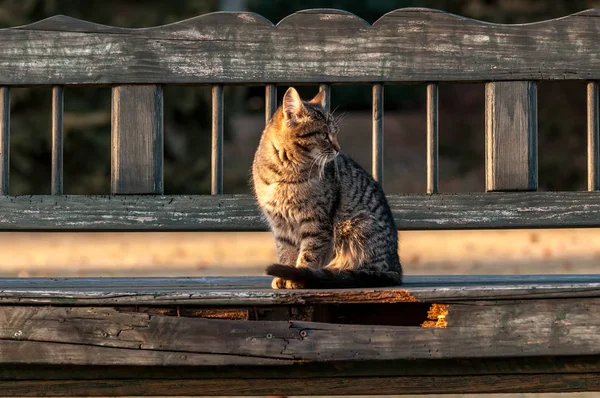 Un housecat assis sur un banc dans un jardin — Photo