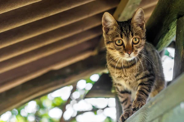 Un housecat assis sur un bois d'arbre — Photo